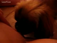 Hairy pooch plays with a vagina